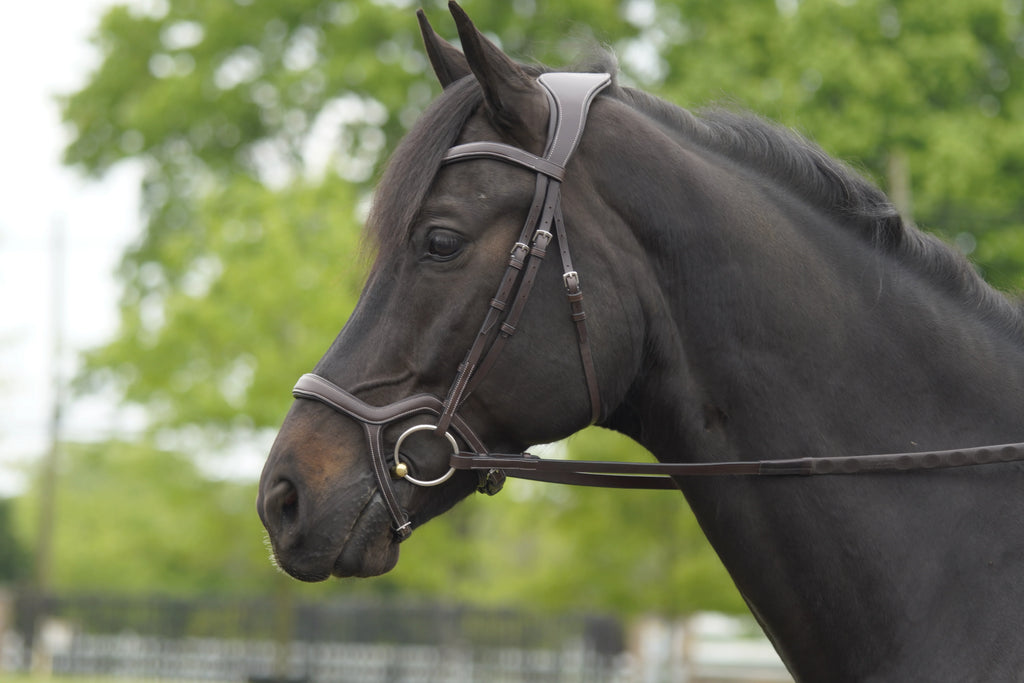 NEW  Pole Freedom Snaffle Bridle- MARCEL TOULOUSE- FREE SHIPPING
